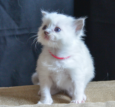 ragdoll kitten